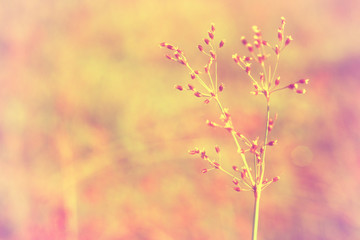 wild grass flower in nature autumn ,spring  nature wallpaper background