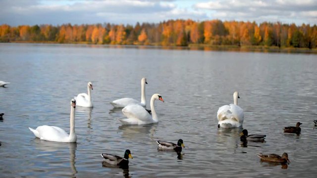 Swans and ducks swim in the lake