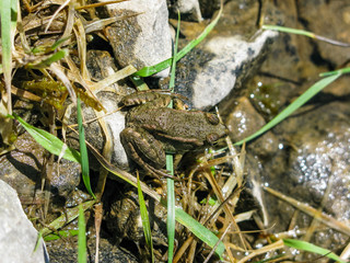 common frog on stones and grass of Lake Skadar National Park..