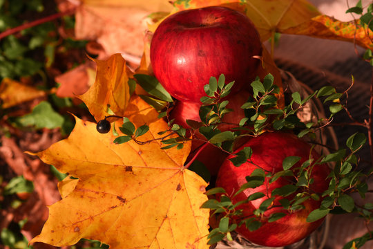 aples and autumn leaves
