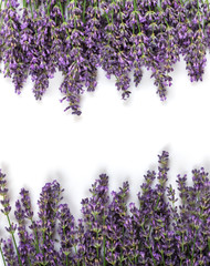 Branches of fresh aromatic lavender isolated on white background