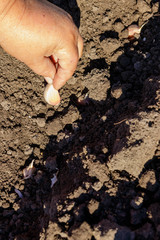 Farmer's hand planting garlic in vegetable garden
