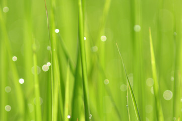 Dew on Fresh green grass with water drops in  in the morning Green Season. Beauty bokeh.