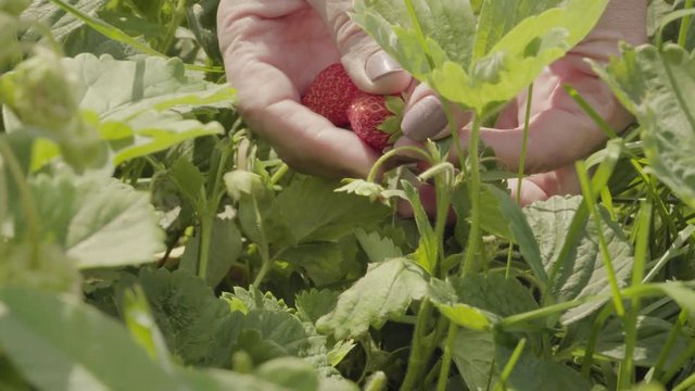 Women's hands picking strawberries from the bush close-up.