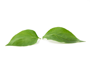 Zielony liść na białym tle