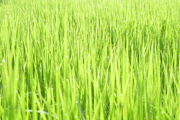 Dew on Fresh green grass with water drops in  in the morning Green Season. Beauty bokeh.
