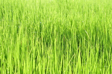 Dew on Fresh green grass with water drops in  in the morning Green Season. Beauty bokeh.
