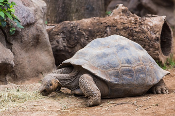 Giant turtle, dipsochelys gigantea in tropical island, Close up