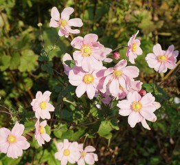 Naklejka premium 秋明菊