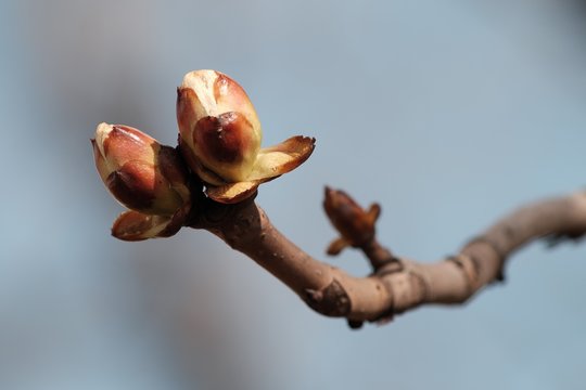 buds on a tree in spring