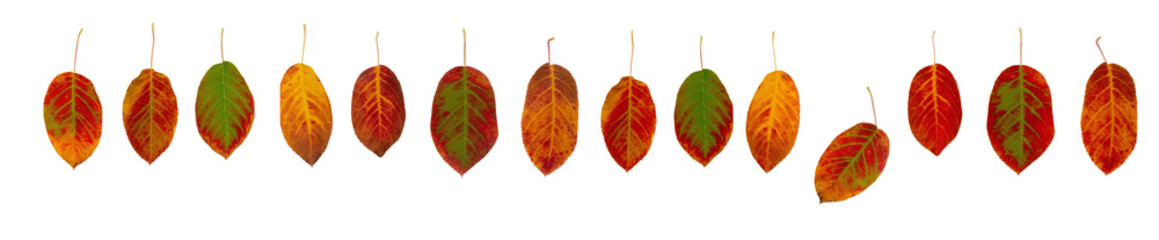 Bunte Herbstbl&auml;tter in einer Reihe