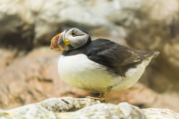 Bird, wildlife and zoo concept - Atlantic Puffin or common puffin