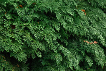 green branches of a furtree