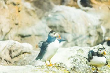 Fototapeta premium Bird, wildlife and zoo concept - Atlantic Puffin or common puffin