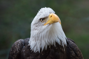 Obraz premium portrait of an american bald eagle