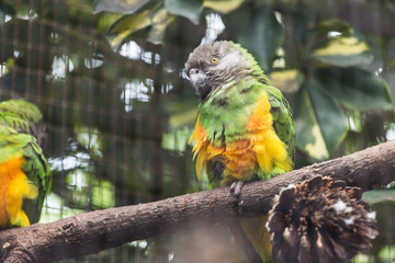 Bird, wildlife and zoo concept - Beautiful parrot on tree branch.