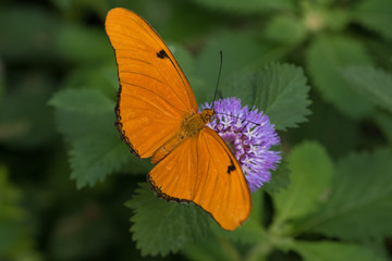 butterfly on a flower