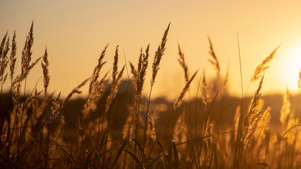 Fototapeta premium Wysoka trawa na letniej zielonej łące wypełnionej światłem