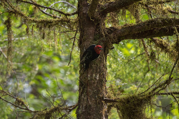 woodpecker on tree