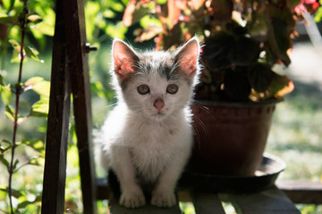 Beautiful street kitten saved to a local animal shelter waiting to be adopted into a loving home