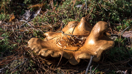 Mushroom in the moss