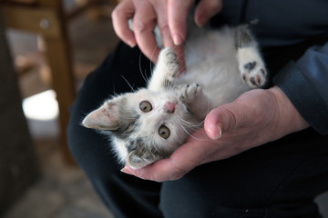 Beautiful street kitten saved to a local animal shelter waiting to be adopted into a loving home