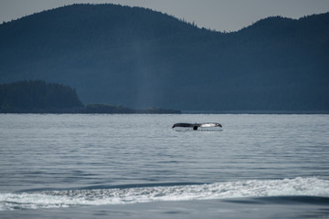 whale tail in ocean