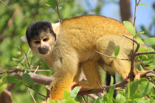 monkey in amazonas