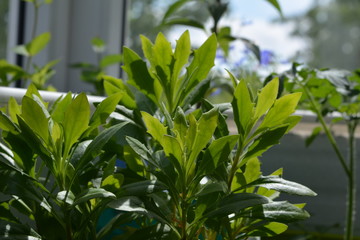Osteospermum green leaves in sunny summer day. Balcony greening.