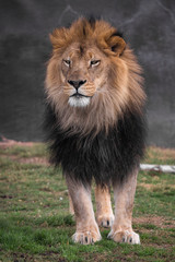 Fototapeta premium portrait of a lion