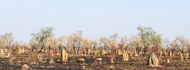 Termite nests Kimberly W.Australia