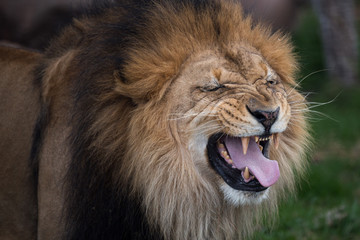 roaring lion portrait