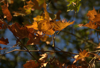 détail de feuilles  et feuillage en automne