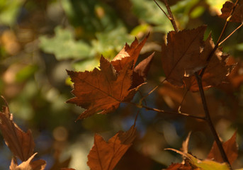 détail de feuilles  et feuillage en automne