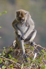Portrait of a monkey