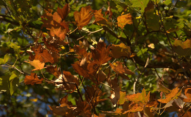détail de feuilles  et feuillage en automne