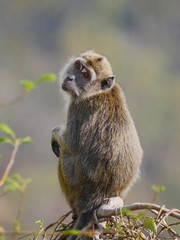 Portrait of a monkey