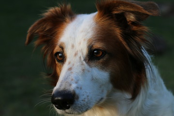 Braun weißer Hund sitzt, liegt und spielt im Garten. © S. Lorenzen-Mueller