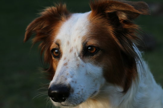 Braun wei&szlig;er Hund sitzt, liegt und spielt im Garten.