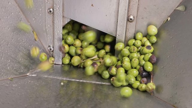 focus on group of olives falling in the crusher- Olive Oil production in South of Italy