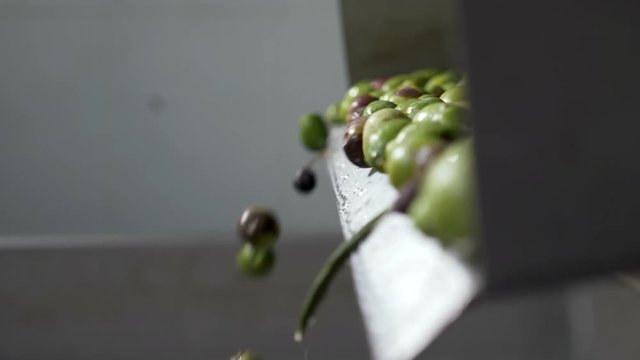 close up on Olive oil mill- selectioned olives falling in the crusher- south of Italy