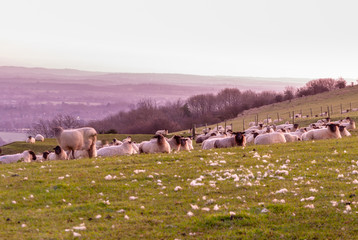 Flock of sheep on the South Downs in early morning light