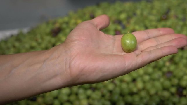 nature, authenticity, food. Farmer's hand show olive
