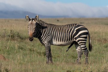 Mountain zebra stallion in the Mountain Zebra National Park in South Africa