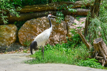 Red crowned crane