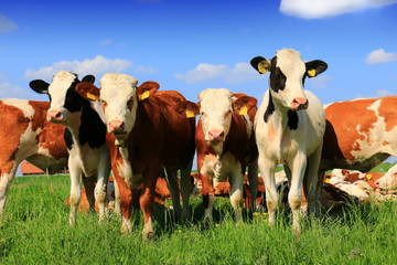 Calves on the field