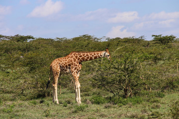Naklejka na ściany i meble beautiful giraffe eating into the wild savanna