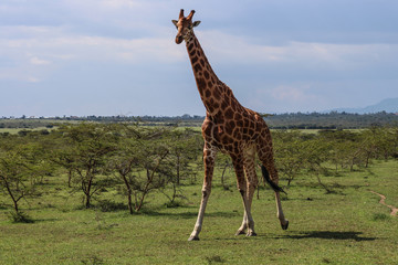 beautiful giraffe walking into the wild savanna