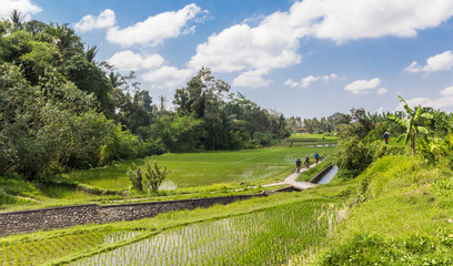 Bicycle path through the rice fields of Bali, Indonesia © venemama