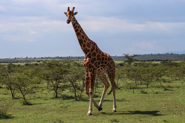 beautiful giraffe walking into the wild savanna